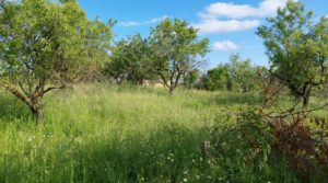 Magnífica finca en Valderrobres, capital del Matarraña, de 7’8 hectáreas. en oferta con accesos asfaltados por 139.000€