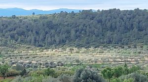 Finca olivarera en Mazaleón, con almendros en plena producción. a buen precio con buen acceso