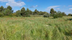 Detalle de Magnífica finca en Valderrobres, capital del Matarraña, de 7’8 hectáreas. con agua por 139.000€