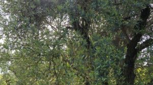 Vendemos Magnífica finca en Valderrobres, capital del Matarraña, de 7’8 hectáreas. con agua por 139.000€