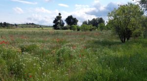 Vendemos Magnífica finca en Valderrobres, capital del Matarraña, de 7’8 hectáreas. con agua por 139.000€