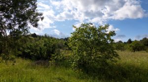 Magnífica finca en Valderrobres, capital del Matarraña, de 7’8 hectáreas. para vender con agua por 139.000€