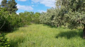 Magnífica finca en Valderrobres, capital del Matarraña, de 7’8 hectáreas. en oferta con accesos asfaltados por 139.000€
