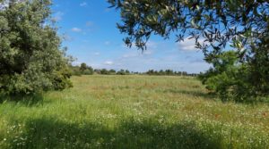 Magnífica finca en Valderrobres, capital del Matarraña, de 7’8 hectáreas. para vender con accesos asfaltados por 139.000€