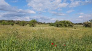 Foto de Magnífica finca en Valderrobres, capital del Matarraña, de 7’8 hectáreas. en venta con accesos asfaltados por 139.000€
