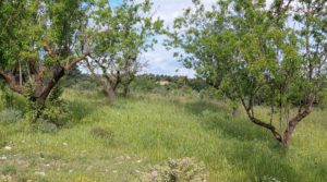 Magnífica finca en Valderrobres, capital del Matarraña, de 7’8 hectáreas. a buen precio con agua