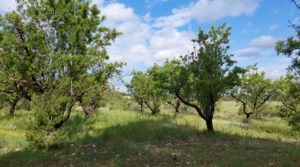 Vendemos Magnífica finca en Valderrobres, capital del Matarraña, de 7’8 hectáreas. con agua por 139.000€