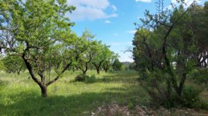 Magnífica finca en Valderrobres, capital del Matarraña, de 7’8 hectáreas. a buen precio con accesos asfaltados por 139.000€