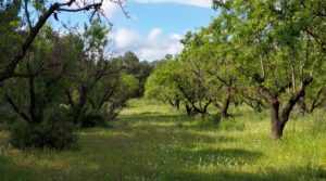 Detalle de Magnífica finca en Valderrobres, capital del Matarraña, de 7’8 hectáreas. con accesos asfaltados por 139.000€