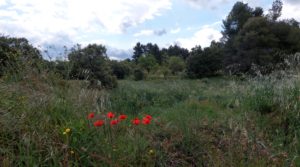 Magnífica finca en Valderrobres, capital del Matarraña, de 7’8 hectáreas. en venta con accesos asfaltados