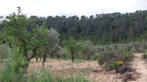 Finca olivarera en Mazaleón, con almendros en plena producción. en oferta con mucha privacidad