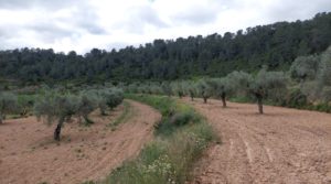 Foto de Finca olivarera en Mazaleón, con almendros en plena producción. en venta con hermosas vistas