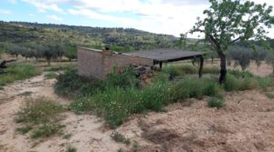 Detalle de Finca olivarera en Mazaleón, con almendros en plena producción. con mucha privacidad