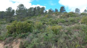 Finca olivarera en Mazaleón, con almendros en plena producción. en venta con hermosas vistas