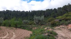 Detalle de Finca olivarera en Mazaleón, con almendros en plena producción. con hermosas vistas por 52.000€