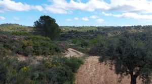 Foto de Finca olivarera en Mazaleón, con almendros en plena producción. con hermosas vistas