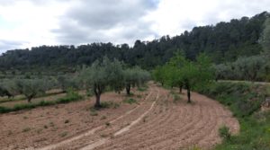 Finca olivarera en Mazaleón, con almendros en plena producción. para vender con hermosas vistas