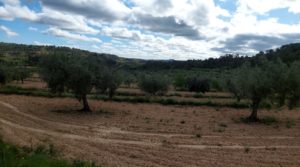 Foto de Finca olivarera en Mazaleón, con almendros en plena producción. con buen acceso