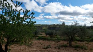 Finca olivarera en Mazaleón, con almendros en plena producción. en venta con hermosas vistas por 52.000€