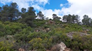 Finca olivarera en Mazaleón, con almendros en plena producción. en oferta con mucha privacidad