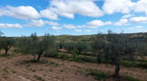 Finca olivarera en Mazaleón, con almendros en plena producción. en oferta con buen acceso por 52.000€