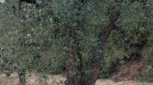 Se vende Finca olivarera en Mazaleón, con almendros en plena producción. con buen acceso por 52.000€