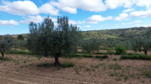 Detalle de Finca olivarera en Mazaleón, con almendros en plena producción. con hermosas vistas por 52.000€
