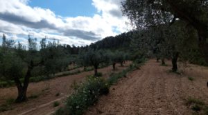 Finca olivarera en Mazaleón, con almendros en plena producción. para vender con buen acceso