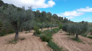 Finca olivarera en Mazaleón, con almendros en plena producción. en oferta con buen acceso