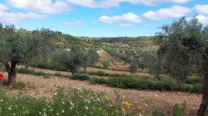 Finca olivarera en Mazaleón, con almendros en plena producción. para vender con buen acceso por 52.000€