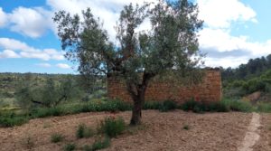 Se vende Finca olivarera en Mazaleón, con almendros en plena producción. con mucha privacidad