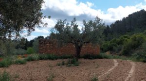 Se vende Finca olivarera en Mazaleón, con almendros en plena producción. con mucha privacidad