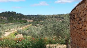Finca olivarera en Mazaleón, con almendros en plena producción. en oferta con mucha privacidad por 52.000€