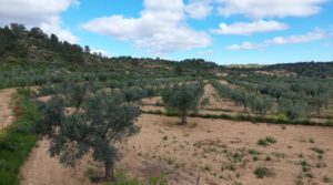 Foto de Finca olivarera en Mazaleón, con almendros en plena producción. en venta con mucha privacidad por 52.000€