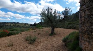 Foto de Finca olivarera en Mazaleón, con almendros en plena producción. en venta con hermosas vistas por 52.000€
