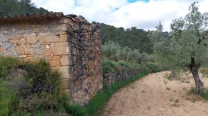 Se vende Finca olivarera en Mazaleón, con almendros en plena producción. con buen acceso