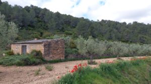 Vendemos Finca olivarera en Mazaleón, con almendros en plena producción. con mucha privacidad por 52.000€