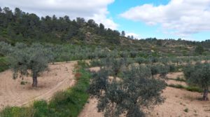Finca olivarera en Mazaleón, con almendros en plena producción. en venta con hermosas vistas