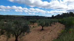 Foto de Finca olivarera en Mazaleón, con almendros en plena producción. con buen acceso por 52.000€
