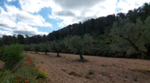 Se vende Finca olivarera en Mazaleón, con almendros en plena producción. con buen acceso