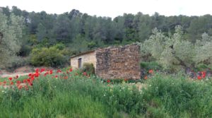 Finca olivarera en Mazaleón, con almendros en plena producción. a buen precio con buen acceso por 52.000€