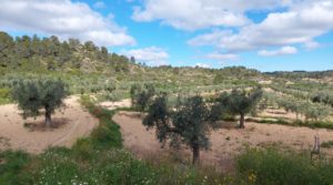 Vendemos Finca olivarera en Mazaleón, con almendros en plena producción. con mucha privacidad