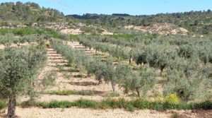 Finca olivarera en Mazaleón, con almendros en plena producción. en oferta con buen acceso por 52.000€