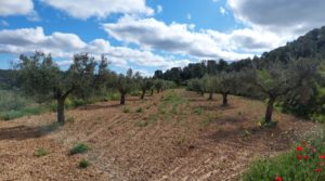 Detalle de Finca olivarera en Mazaleón, con almendros en plena producción. con hermosas vistas por 52.000€