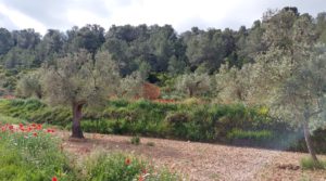 Foto de Finca olivarera en Mazaleón, con almendros en plena producción. con mucha privacidad