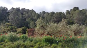 Finca olivarera en Mazaleón, con almendros en plena producción. en oferta con mucha privacidad por 52.000€