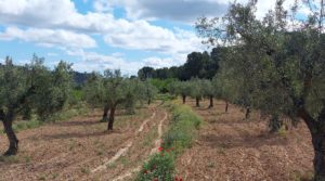 Finca olivarera en Mazaleón, con almendros en plena producción. a buen precio con hermosas vistas por 52.000€