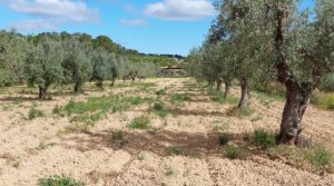 Finca olivarera en Mazaleón, con almendros en plena producción. en venta con buen acceso por 52.000€