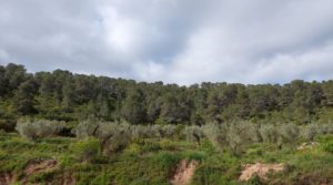Vendemos Finca olivarera en Mazaleón, con almendros en plena producción. con hermosas vistas