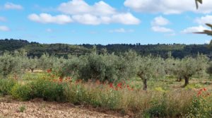 Detalle de Finca olivarera en Mazaleón, con almendros en plena producción. con mucha privacidad